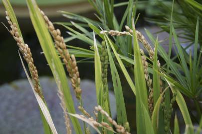 Fotografia da espécie Oryza sativa