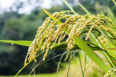 Fotografia da espécie Oryza sativa