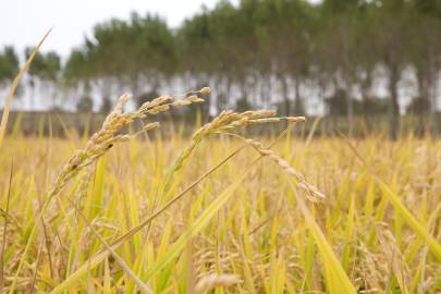 Fotografia da espécie Oryza sativa