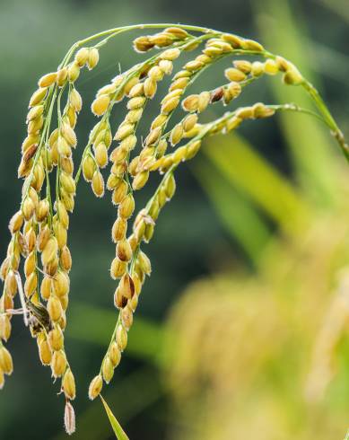 Fotografia de capa Oryza sativa - do Jardim Botânico