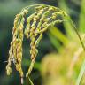 Fotografia 1 da espécie Oryza sativa do Jardim Botânico UTAD