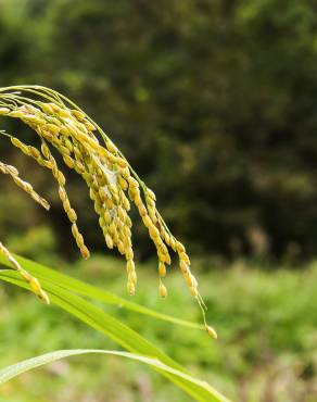 Fotografia 12 da espécie Oryza sativa no Jardim Botânico UTAD