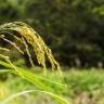 Fotografia 12 da espécie Oryza sativa do Jardim Botânico UTAD