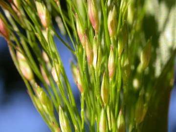 Fotografia da espécie Panicum capillare