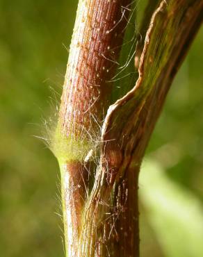 Fotografia 3 da espécie Panicum capillare no Jardim Botânico UTAD