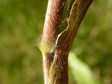 Fotografia da espécie Panicum capillare