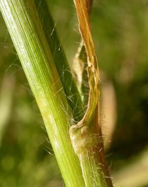 Fotografia 4 da espécie Panicum capillare no Jardim Botânico UTAD