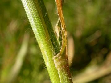 Fotografia da espécie Panicum capillare