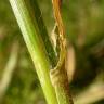 Fotografia 4 da espécie Panicum capillare do Jardim Botânico UTAD