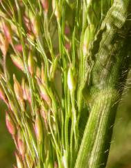 Panicum capillare