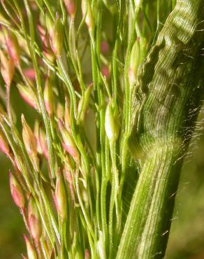 Fotografia 1 da espécie Panicum capillare no Jardim Botânico UTAD