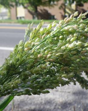 Fotografia 2 da espécie Panicum miliaceum no Jardim Botânico UTAD