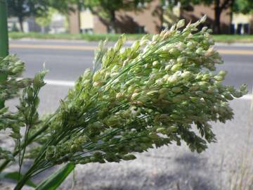 Fotografia da espécie Panicum miliaceum