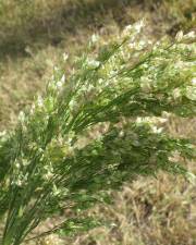 Fotografia da espécie Panicum miliaceum