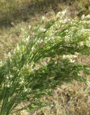 Fotografia 1 da espécie Panicum miliaceum no Jardim Botânico UTAD