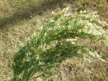 Fotografia da espécie Panicum miliaceum