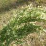 Fotografia 1 da espécie Panicum miliaceum do Jardim Botânico UTAD