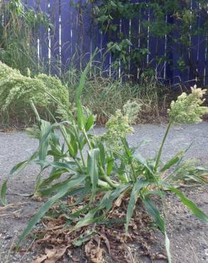 Fotografia 3 da espécie Panicum miliaceum no Jardim Botânico UTAD