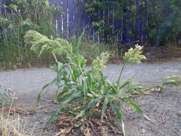 Fotografia da espécie Panicum miliaceum