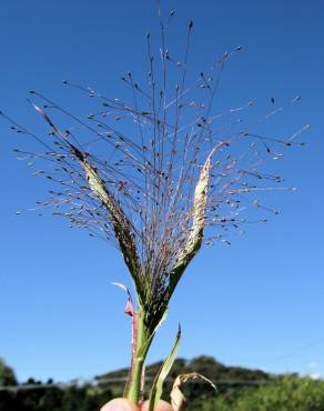 Fotografia 5 da espécie Panicum capillare no Jardim Botânico UTAD