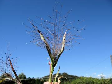 Fotografia da espécie Panicum capillare