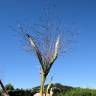 Fotografia 5 da espécie Panicum capillare do Jardim Botânico UTAD