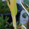 Fotografia 5 da espécie Panicum miliaceum do Jardim Botânico UTAD