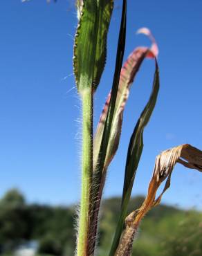 Fotografia 6 da espécie Panicum capillare no Jardim Botânico UTAD