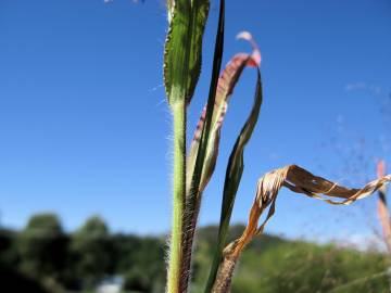 Fotografia da espécie Panicum capillare