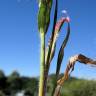 Fotografia 6 da espécie Panicum capillare do Jardim Botânico UTAD