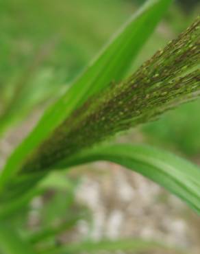 Fotografia 7 da espécie Panicum capillare no Jardim Botânico UTAD