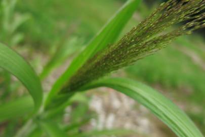 Fotografia da espécie Panicum capillare