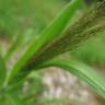 Fotografia 7 da espécie Panicum capillare do Jardim Botânico UTAD