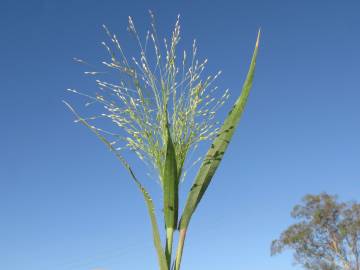 Fotografia da espécie Panicum capillare