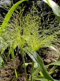 Fotografia da espécie Panicum capillare