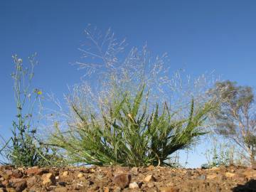 Fotografia da espécie Panicum capillare