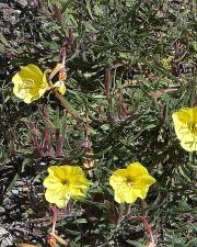 Fotografia da espécie Oenothera affinis