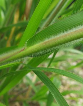 Fotografia 11 da espécie Panicum capillare no Jardim Botânico UTAD