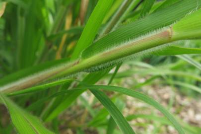 Fotografia da espécie Panicum capillare