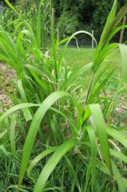 Fotografia da espécie Panicum capillare