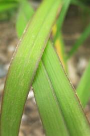 Fotografia da espécie Panicum capillare