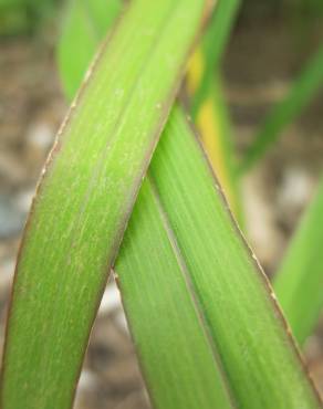 Fotografia 13 da espécie Panicum capillare no Jardim Botânico UTAD