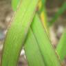 Fotografia 13 da espécie Panicum capillare do Jardim Botânico UTAD