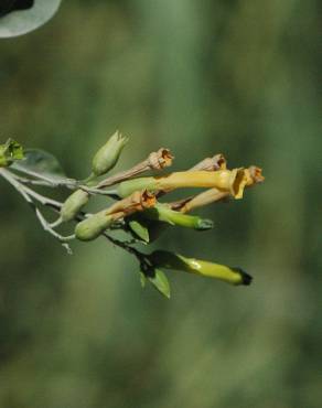 Fotografia 7 da espécie Nicotiana glauca no Jardim Botânico UTAD