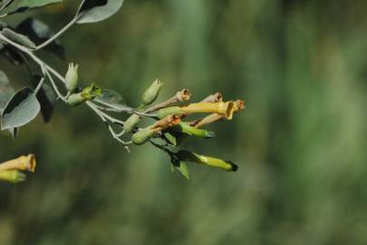 Fotografia da espécie Nicotiana glauca