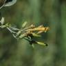 Fotografia 7 da espécie Nicotiana glauca do Jardim Botânico UTAD