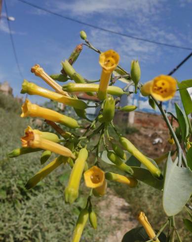 Fotografia de capa Nicotiana glauca - do Jardim Botânico