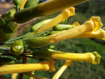 Fotografia da espécie Nicotiana glauca