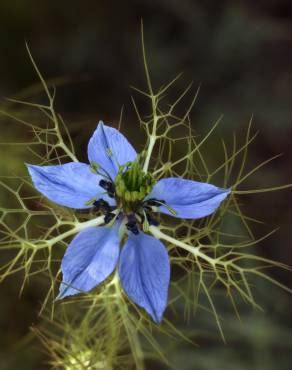 Fotografia 6 da espécie Nigella damascena no Jardim Botânico UTAD