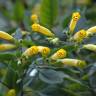 Fotografia 10 da espécie Nicotiana glauca do Jardim Botânico UTAD